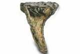 Rare, Juvenile Woolly Mammoth Upper P Molar - North Sea Deposits #372343-1
